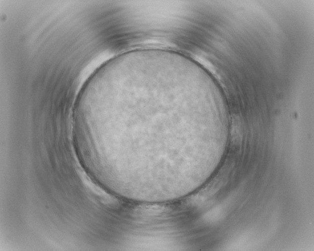 X0000088221474200706051310