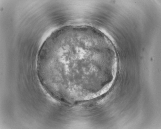 X0000088221477200706051310