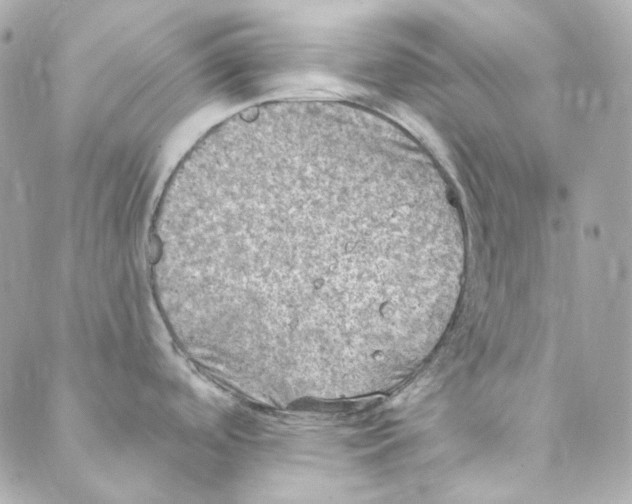 X0000088221488200706051310