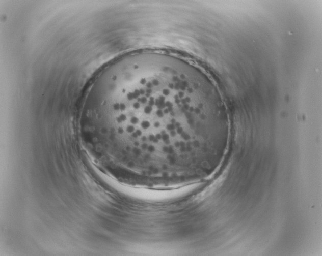 X0000088221497200706051309