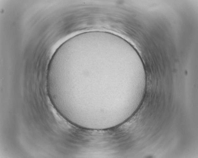 X0000088221534200706051310