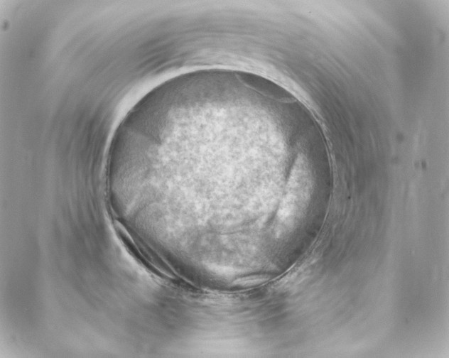 X0000088221536200706051310