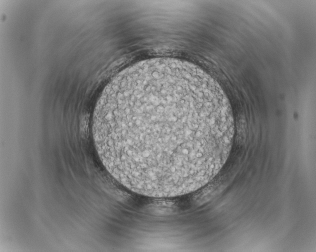 X0000088220278200706121838
