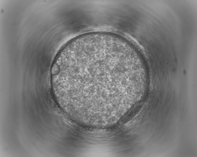 X0000088221174200706121823