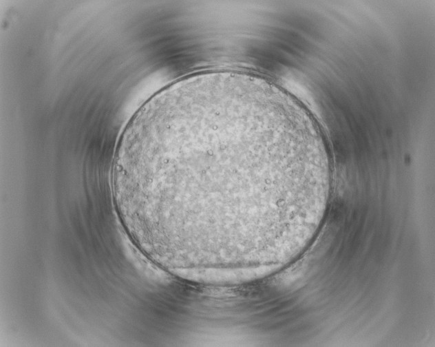 X0000088221338200706121821