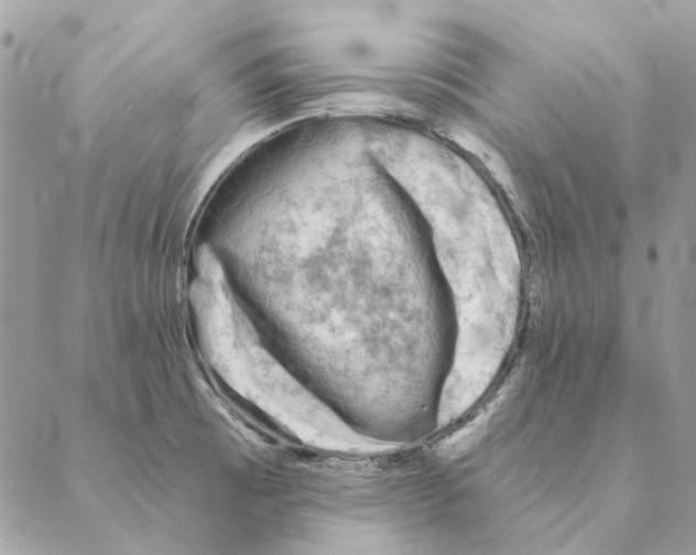 X0000088221473200706121818