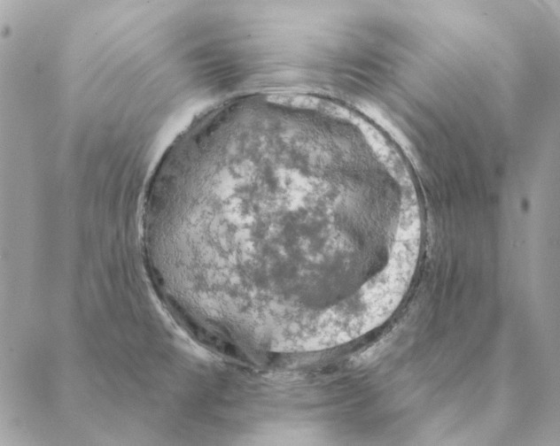 X0000088221477200706121818