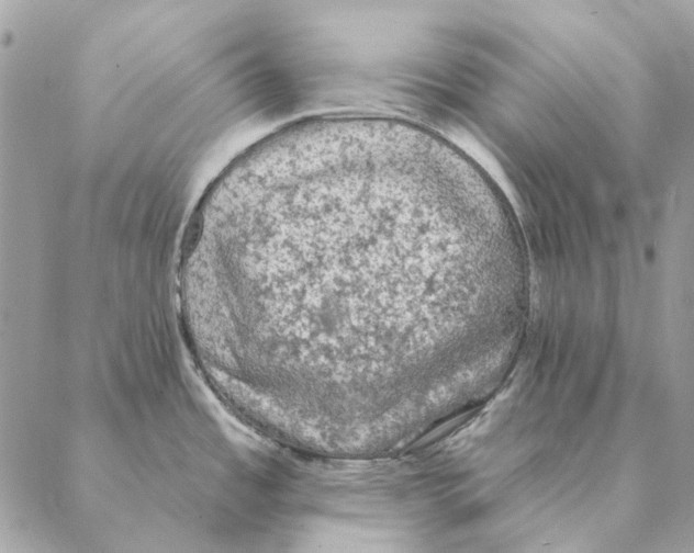 X0000088221485200706121818