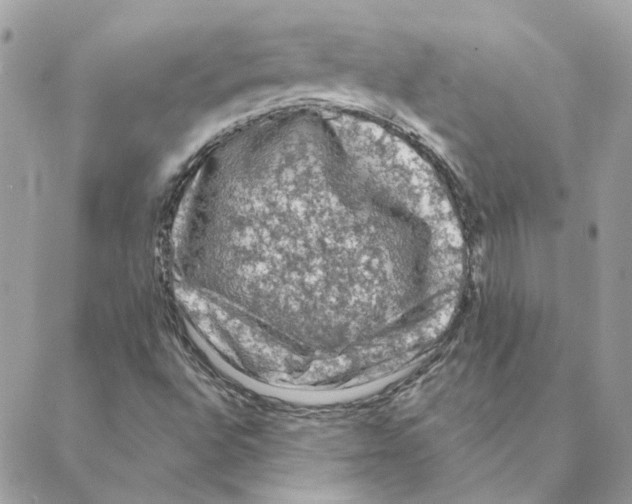 X0000088221496200706121817