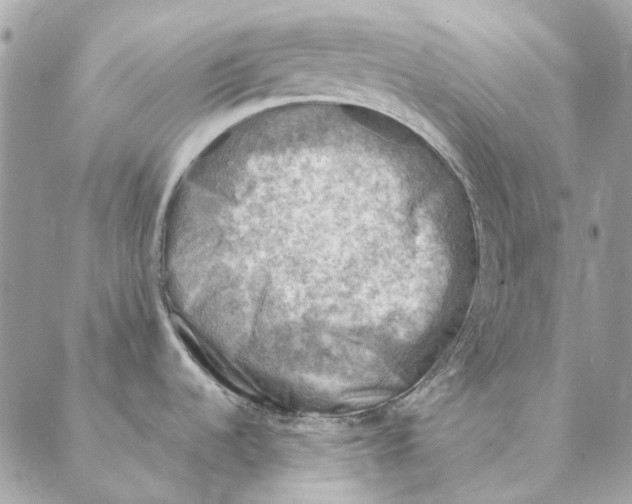 X0000088221536200706121818