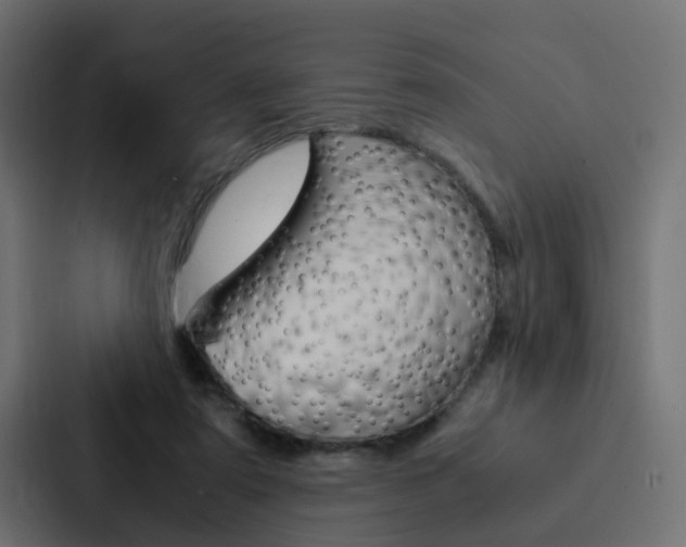 X0000088230307200705151054