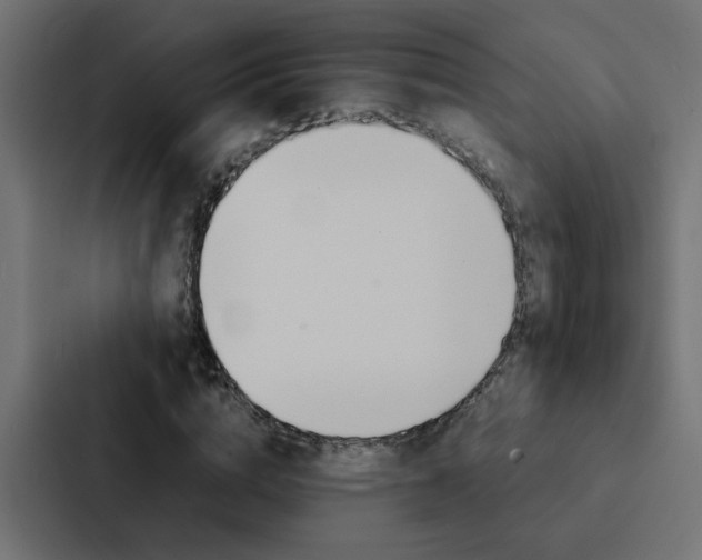 X0000088230824200705151047