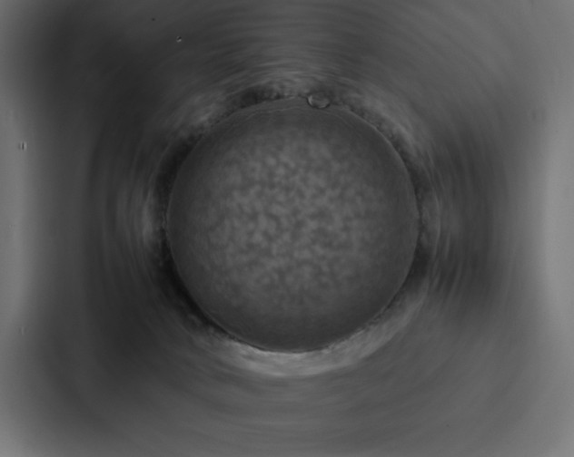 X0000088230034200705151501