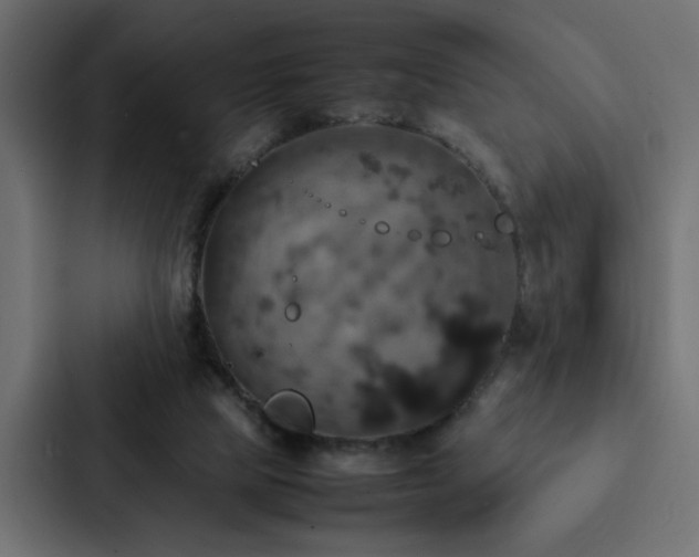 X0000088230065200705151501