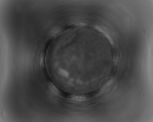 X0000088230185200705151500