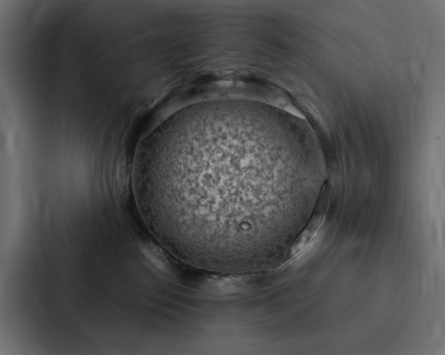 X0000088230186200705151500