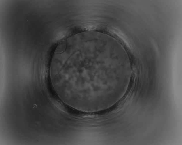 X0000088230499200705151455