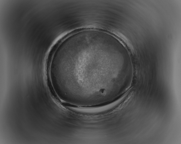 X0000088231120200705151447