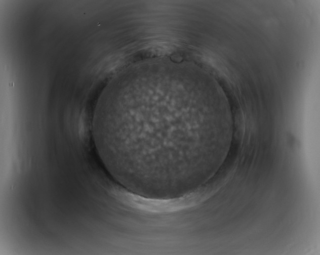 X0000088230034200705221834