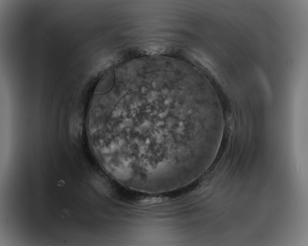 X0000088230499200705221827