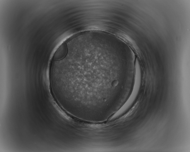 X0000088230796200705221823