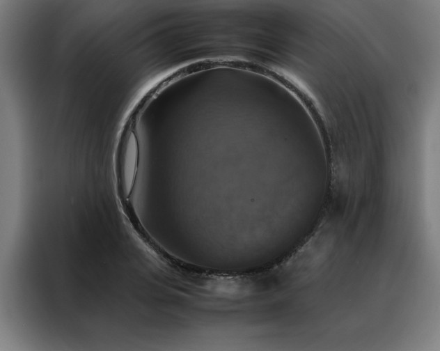 X0000088230935200705221821