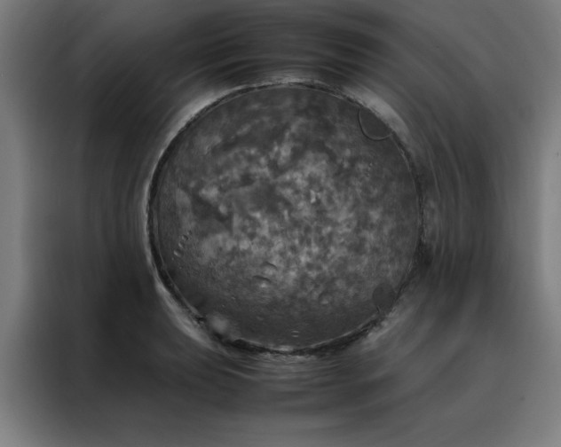 X0000088231039200705221820