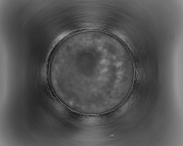 X0000088231074200705221820