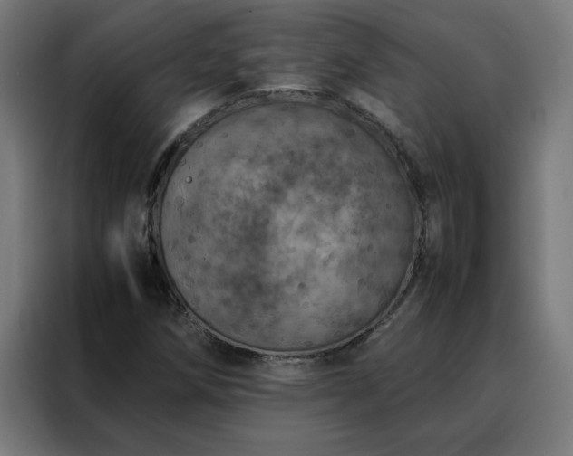 X0000088231258200705221817