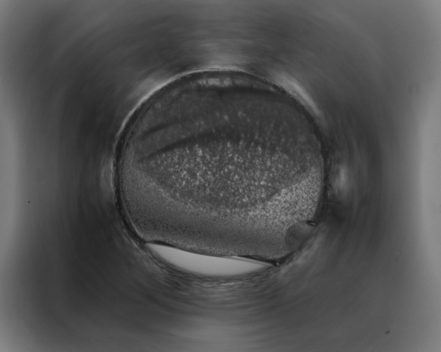 X0000088231268200705221817