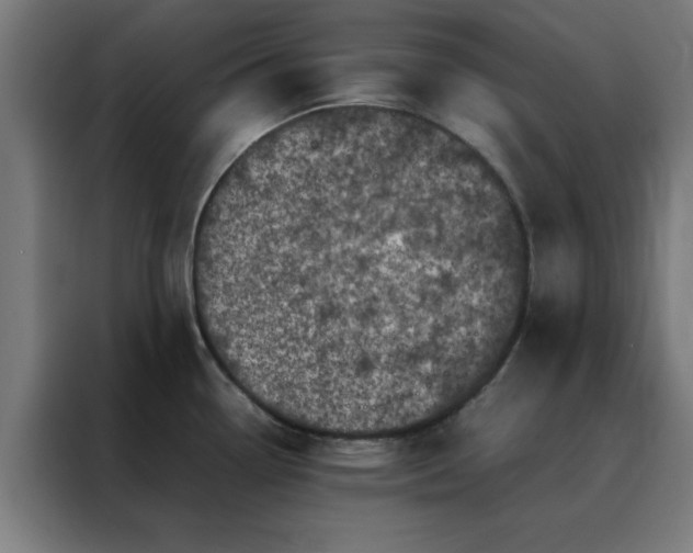 X0000088231338200705221816