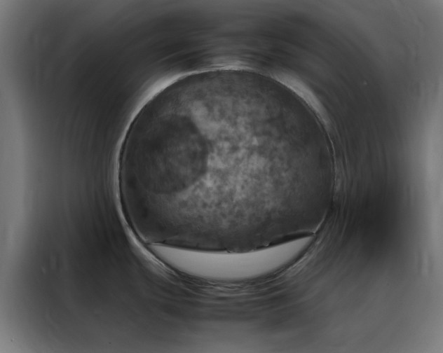 X0000088231439200705221815