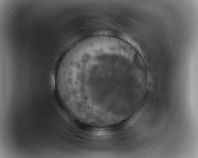 X0000088230061200705292142