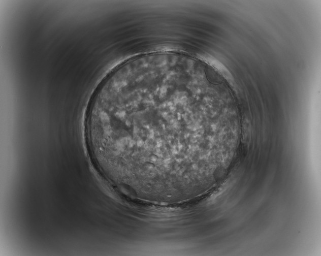 X0000088231039200705292130