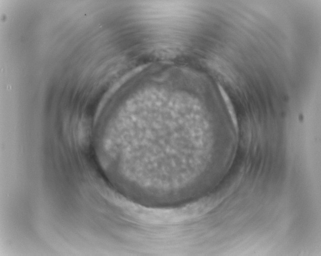 X0000088230034200706051359