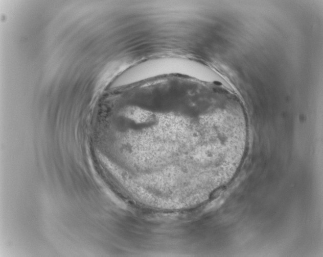 X0000088230049200706051358