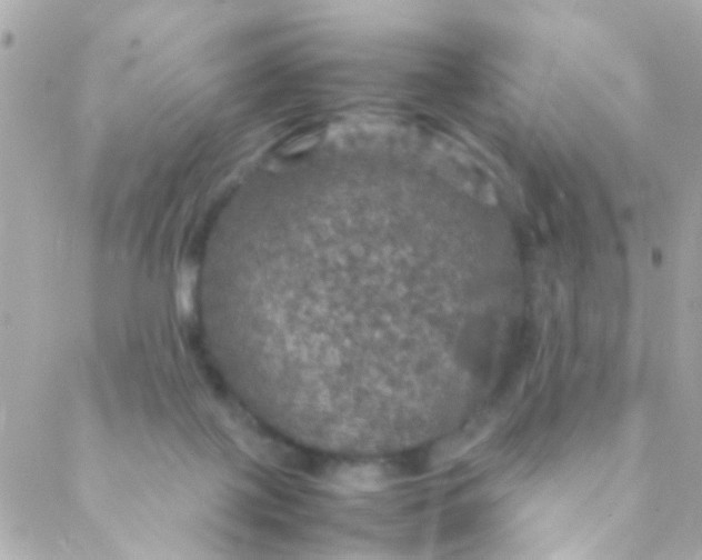 X0000088230075200706051358