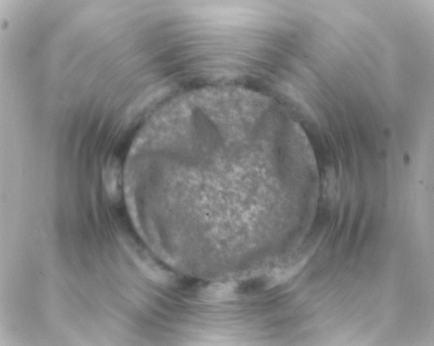 X0000088230138200706051357