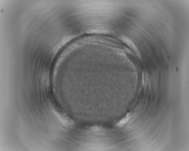 X0000088230204200706051356