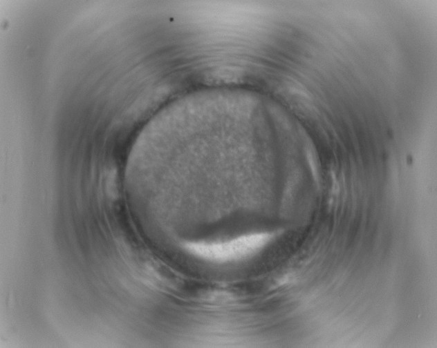 X0000088230224200706051356