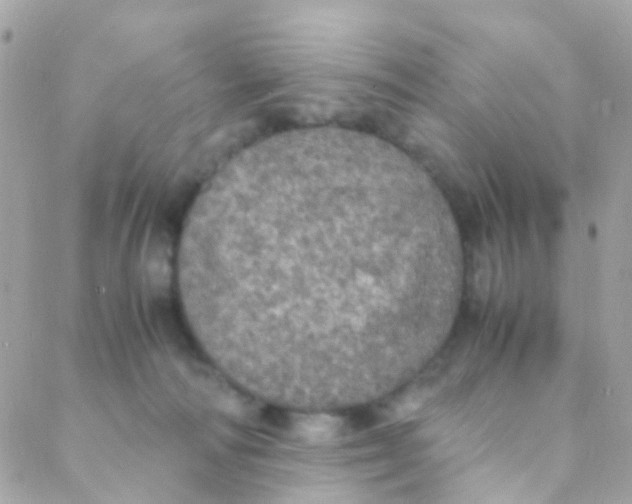 X0000088230226200706051356