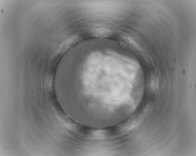 X0000088230268200706051355