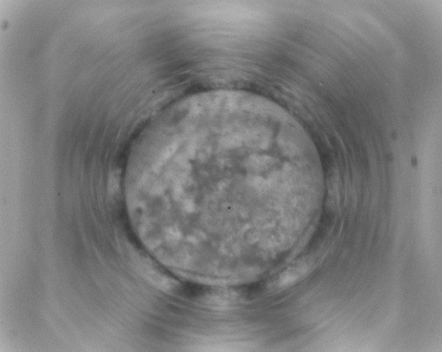 X0000088230278200706051355