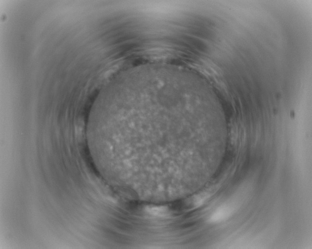 X0000088230283200706051355