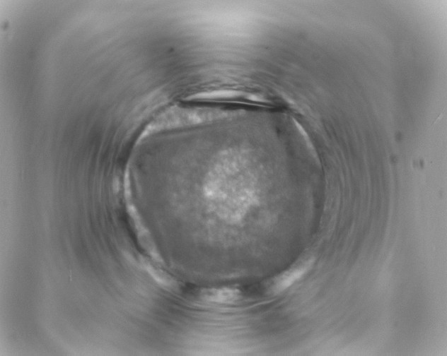 X0000088230288200706051355