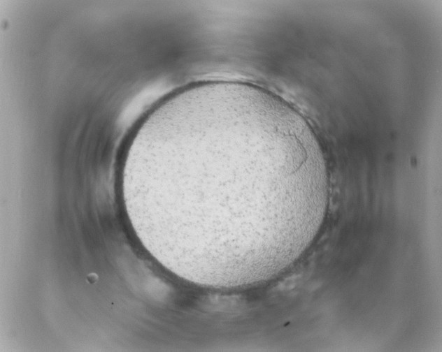 X0000088230296200706051355