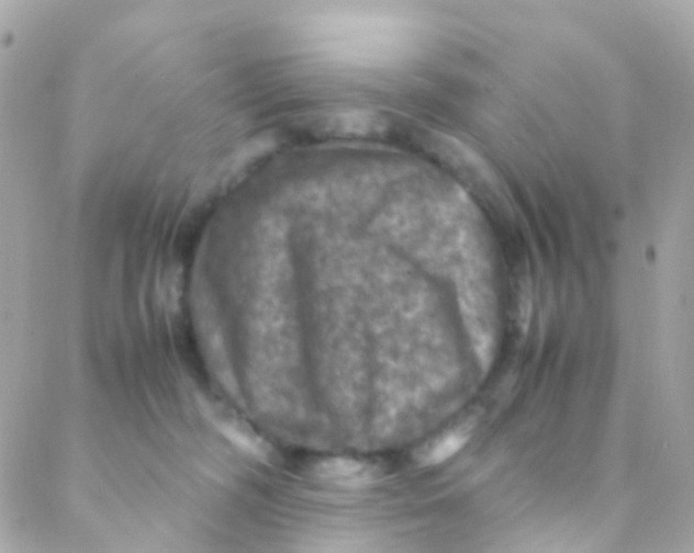 X0000088230326200706051354