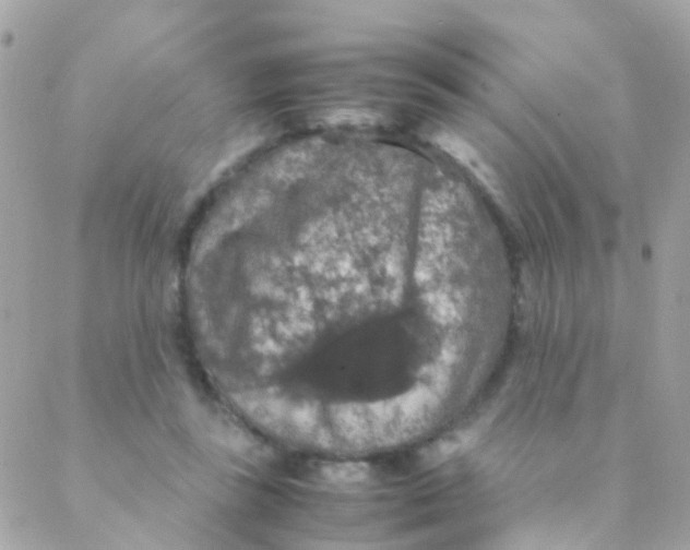 X0000088230355200706051353