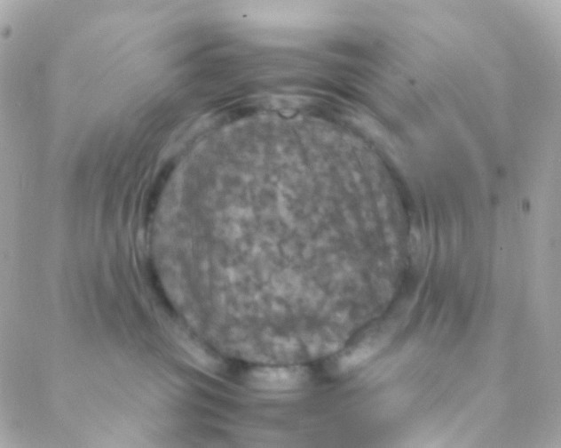 X0000088230381200706051354