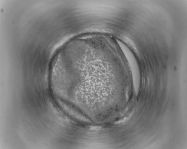 X0000088230388200706051353